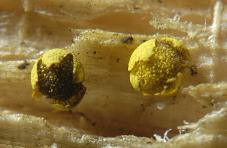 Physarum virescens (Physarum virescens) - © Heinz Prelicz
